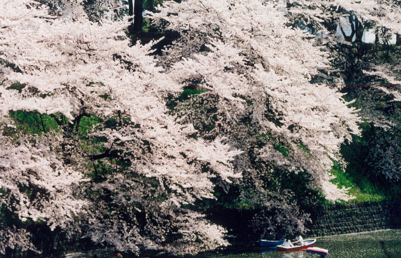 Cherry blossoms and boats at Chidorigafuchi in Tokyo.